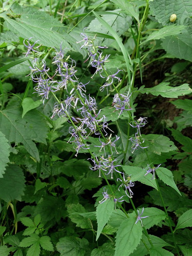 Asyneuma japonicum