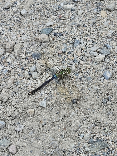 iNaturalist observation photo of Common Green Darner