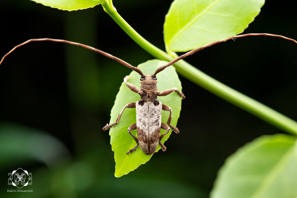 Acalolepta sublusca from 中国江苏省南京市鼓楼区 on August 24, 2023 at 0938 PM by