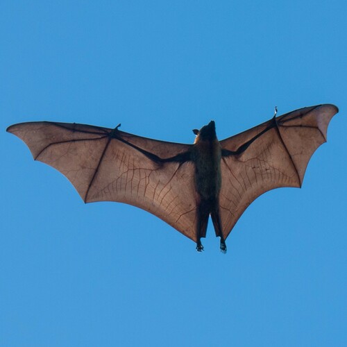 Madagascan Flying-fox