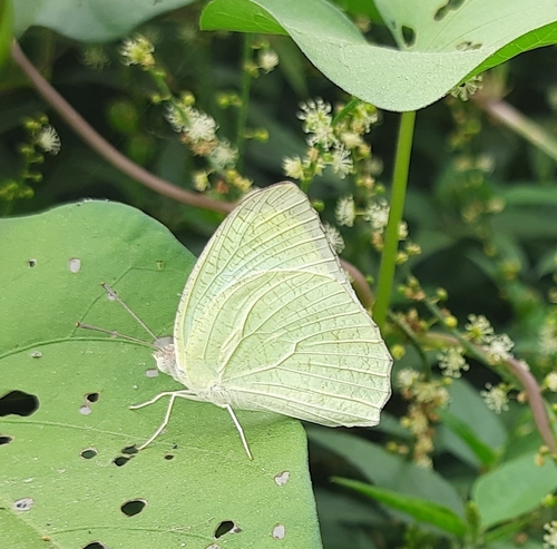 Mottled Emigrant
