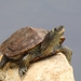 False Map Turtle - Photo (c) Tiago Carneiro, all rights reserved, uploaded by Tiago Carneiro