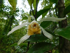 Image of Vanilla trigonocarpa