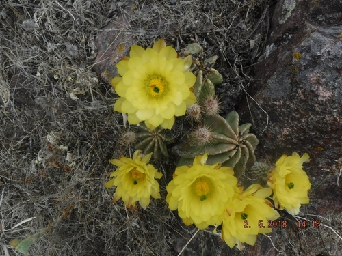Subspecies Echinocereus subinermis ochoterenae  iNaturalist