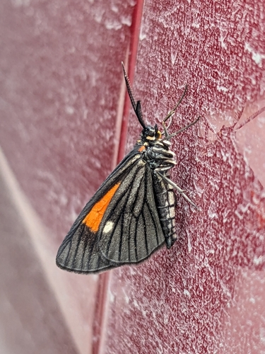 Melanoptilon