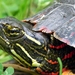 Midland Painted Turtle - Photo (c) Salamanderdance, all rights reserved