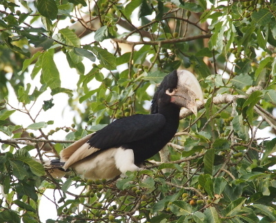 White-thighed Hornbill