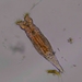 Common Rotifer - Photo (c) cesar martinez, all rights reserved, uploaded by cesar martinez