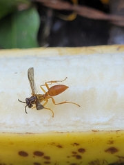 Agelaia centralis image