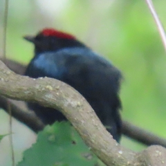 Chiroxiphia lanceolata image