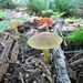 Hygrocybe tahquamenonensis - Photo (c) Holly Jones, all rights reserved, uploaded by Holly Jones
