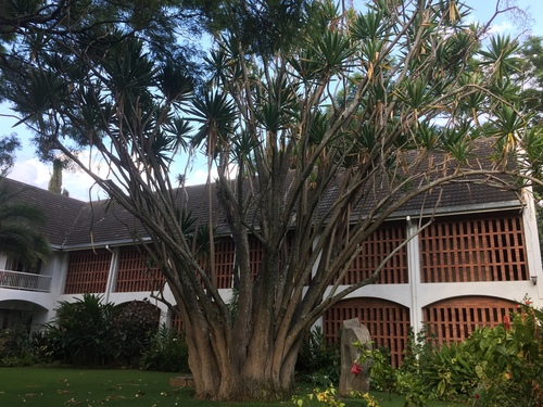 Northern Largeleaf Dragon Tree