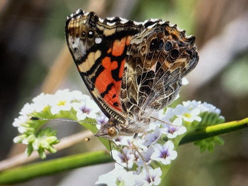 iNaturalist observation photo of West Coast Lady