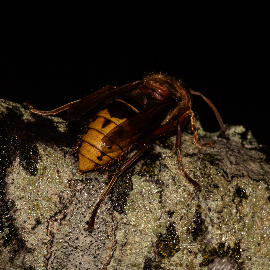 European Hornet From Anne Arundel County MD USA On August 11 2023 At   Large 