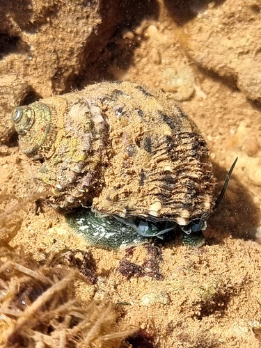 Turbo laminiferus Reeve, 1848