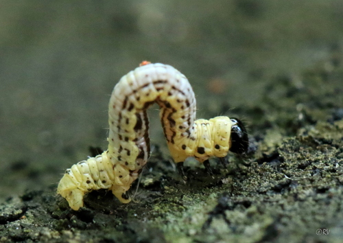 Miškinis margasprindis nuotrauka