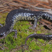 Mississippi Slimy Salamander - Photo (c) Jake Scott, all rights reserved, uploaded by Jake Scott