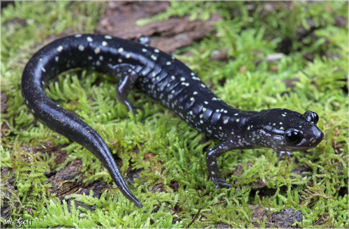 Mississippi Slimy Salamander