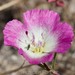 Clarkia speciosa immaculata - Photo (c) spencer_riffle, όλα τα δικαιώματα διατηρούνται, uploaded by spencer_riffle