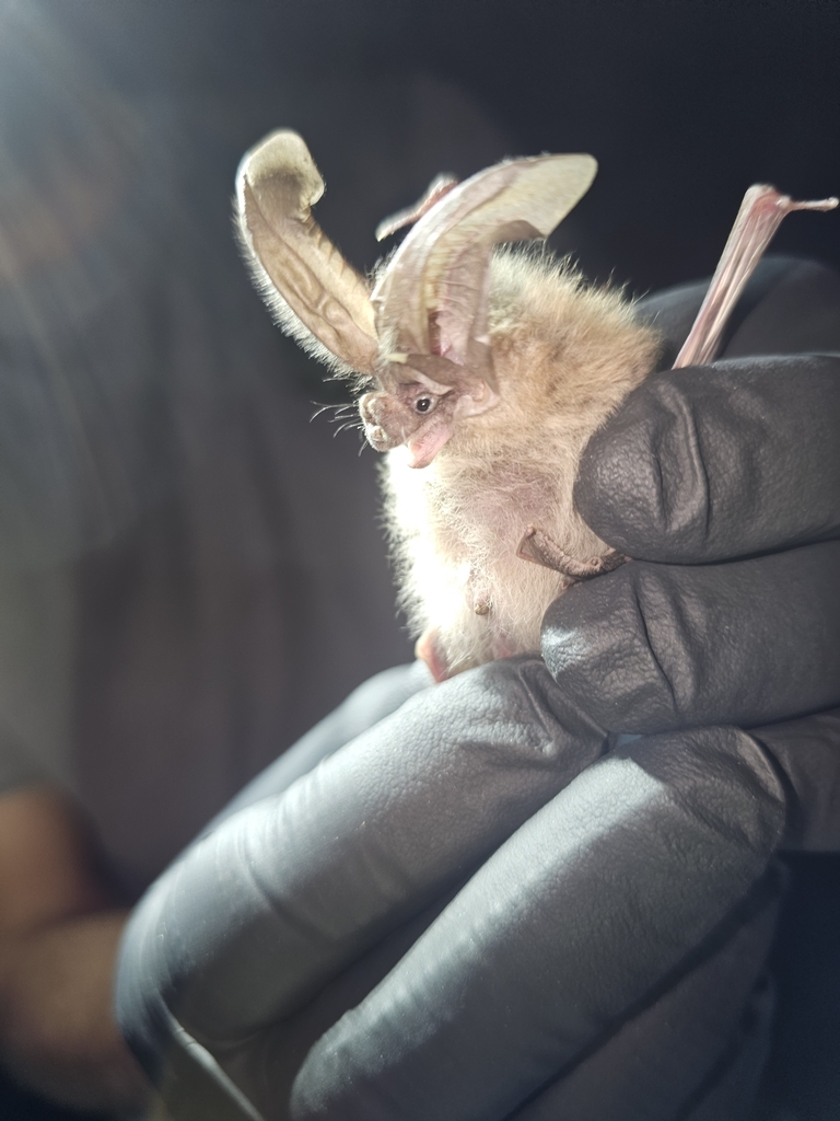 Townsend's Big-eared Bat from PETRIFIED FOR, AZ 86028, USA on August 24