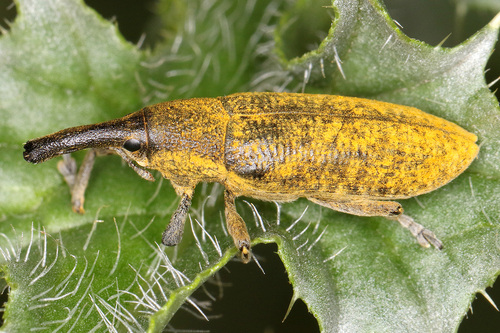 Elongated Bean Weevil