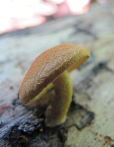 Pleuroflammula subsulphurea
