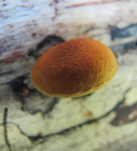 Pleuroflammula subsulphurea (Photo 2 of 5)
