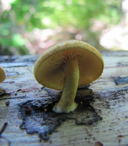 Pleuroflammula subsulphurea (Photo 3 of 5)