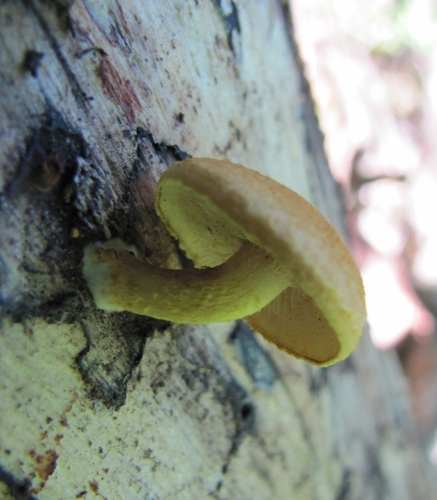 Pleuroflammula subsulphurea (Photo 4 of 5)