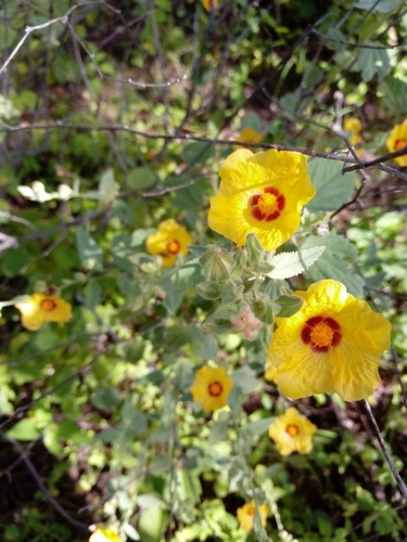 Sida galheirensis