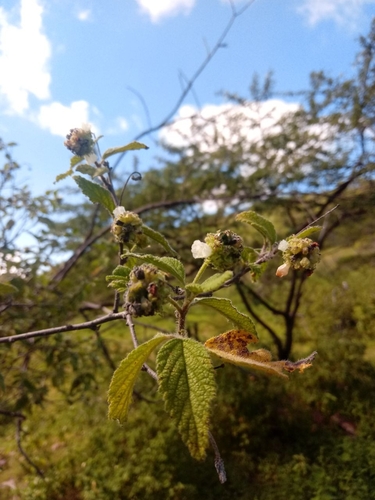 Curacao Bush