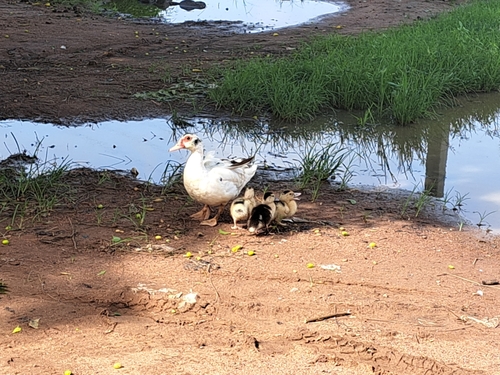 Domestic Muscovy Duck