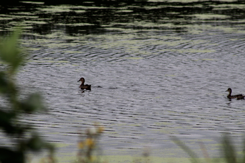 Ducks, Geese, and Swans from marsh lake dam, appleton, MN on August 24