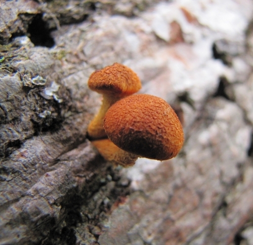Pleuroflammula
