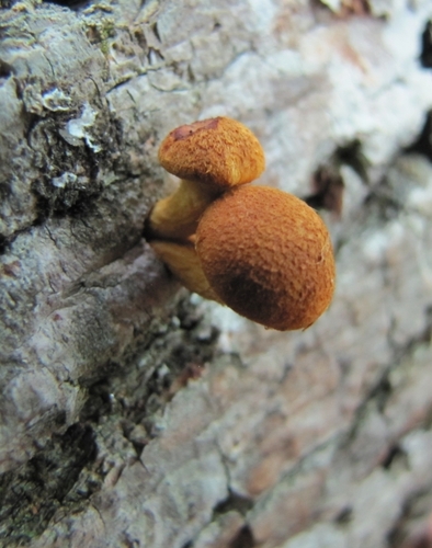 Pleuroflammula (Photo 2 of 5)