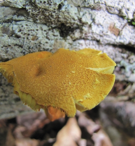 Pleuroflammula (Photo 3 of 5)