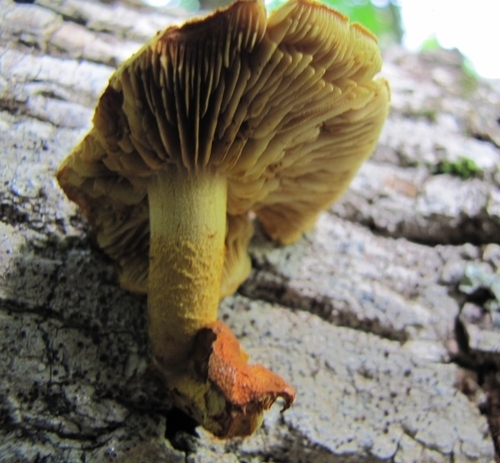 Pleuroflammula (Photo 4 of 5)