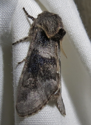 Psaphida grandis Smith, 1898