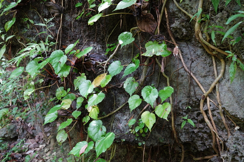 Begonia copelandii