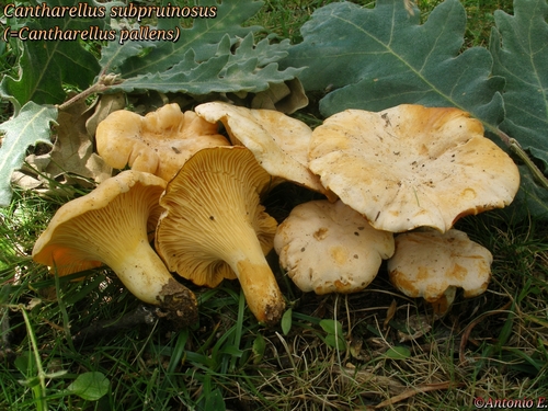Cantharellus pallens