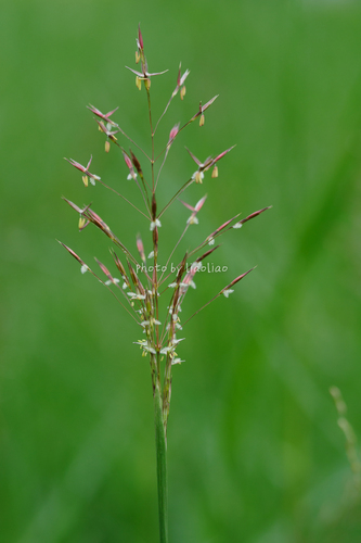 How to identify Chrysopogon aciculatus (Retz.) Trin.