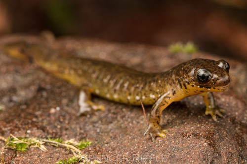 Southern Torrent Salamander