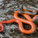 Ring-necked Snake - Photo (c) spencer_riffle, all rights reserved, uploaded by spencer_riffle
