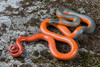 Ring-necked Snake - Photo (c) spencer_riffle, all rights reserved, uploaded by spencer_riffle