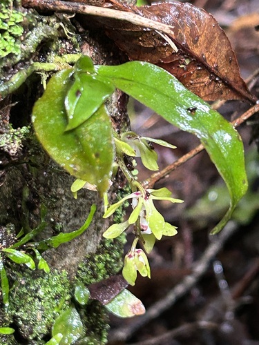 Small Lawyer Orchid (Sarcochilus borealis)