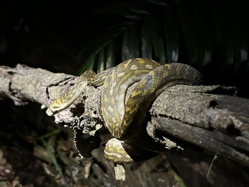 Australian Scrub Python sighting