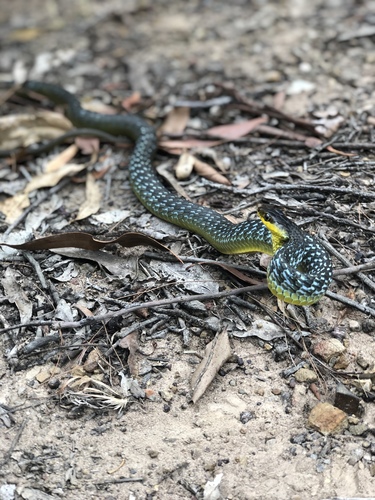 Common Tree Snake sighting