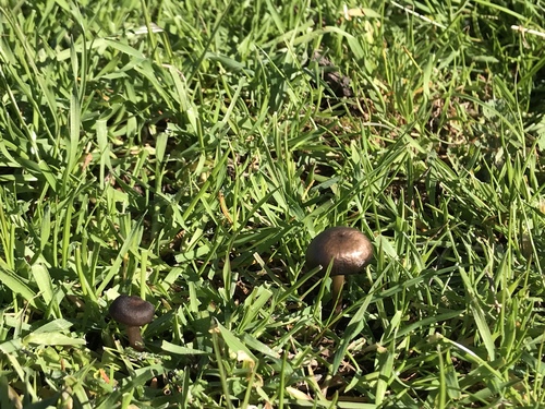 iNaturalist observation photo of Fungi Including Lichens