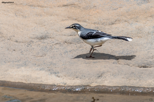 Mountain Wagtail