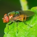 Calyptrate Flies - Photo (c) Nature Lover, all rights reserved, uploaded by Nature Lover